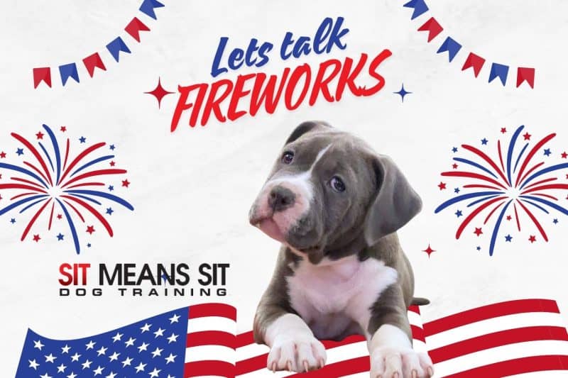 Dog staying calm during fireworks training session