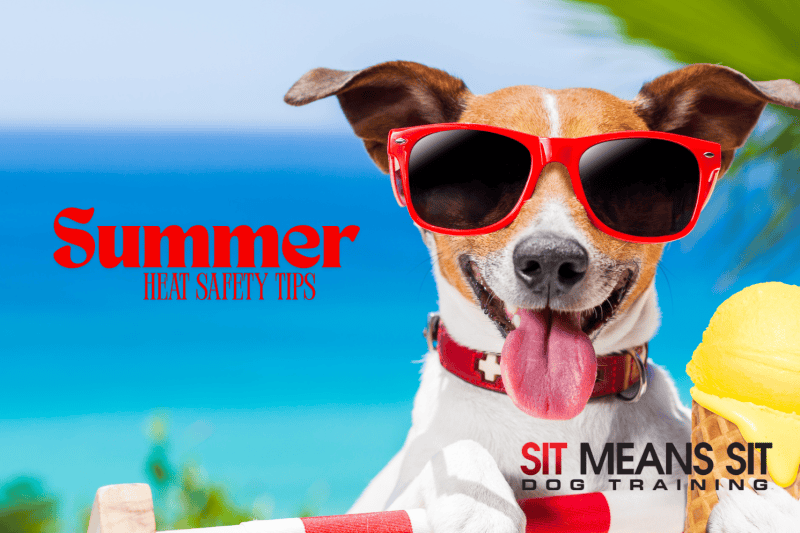 dog heat safety tips